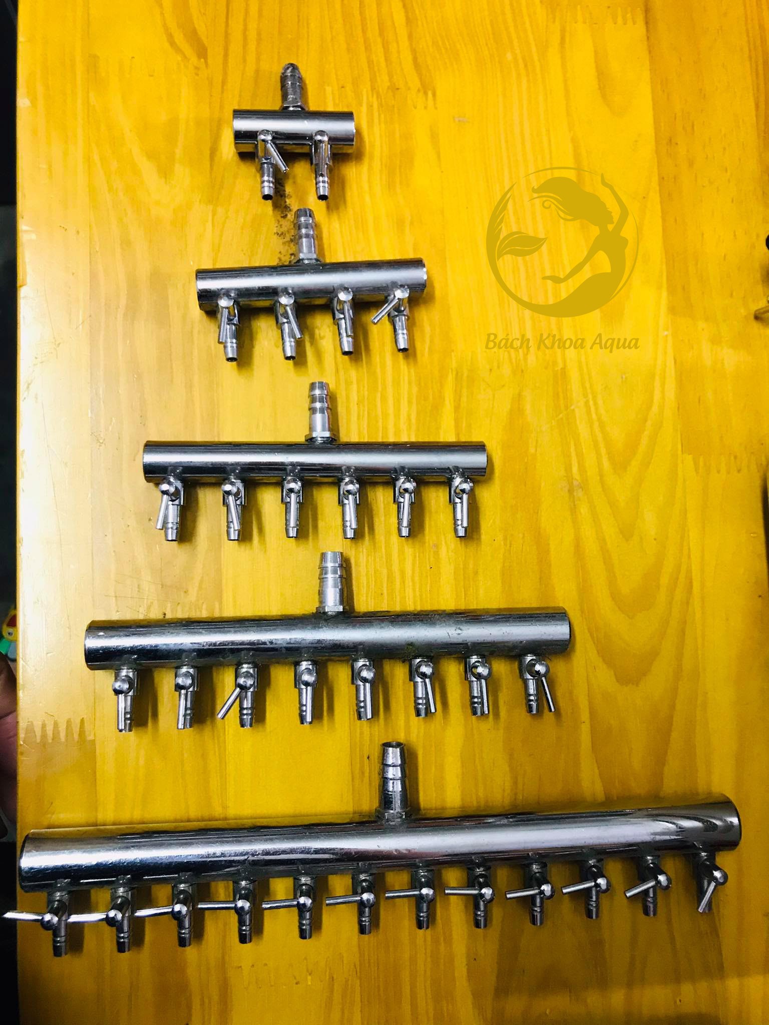 Chia sủi Inox - To